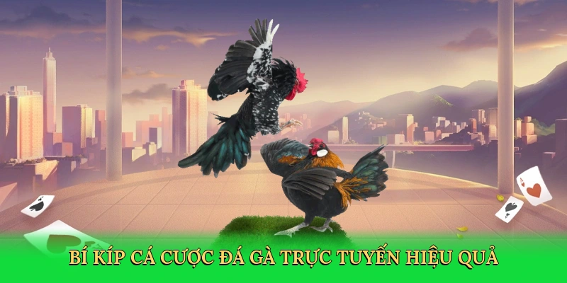 Bí kíp cá cược đá gà trực tuyến hiệu quả