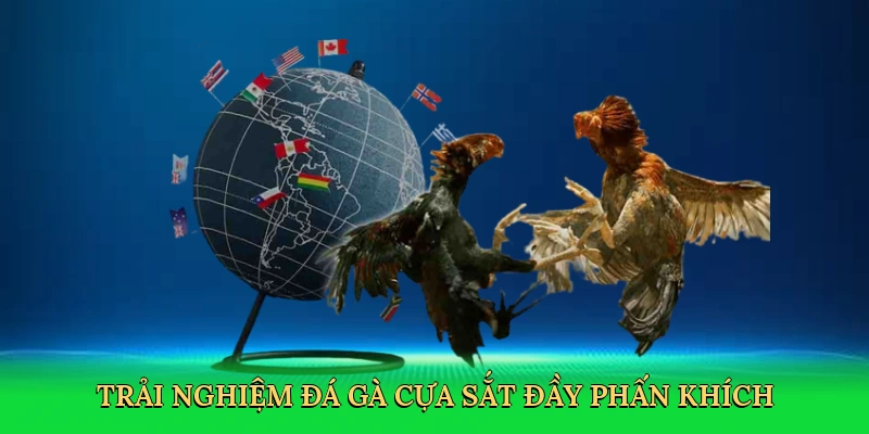 Trải nghiệm Đá gà cựa sắt đầy phấn khích